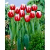 Tulipan Leen van der Mark - opak. 5 szt.