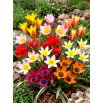 Tulipan botaniczny - niski - mix kolorów - duża paczka! - 50 szt.