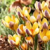 Krokus Advance - 10 szt.