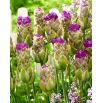 Tulipan Purple Tower - 5 szt.