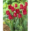 Tulipan Barbados - duża paczka! - 50 szt.