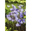 Hiacynt kalifornijski, Brodiaea - Queen Fabiola - duża paczka! - 100 szt.