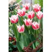 Tulipan Bell Song - duża paczka! - 50 szt.