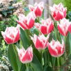Tulipan Bell Song - duża paczka! - 50 szt.