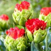 Tulipan Bull's Eye - duża paczka! - 50 szt.