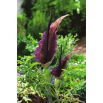 Smocza lilia - Dracunculus vulgaris - duża paczka! - 10 szt.