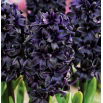 Hyacinth Dark Dimension - black - large package! - 10 pcs