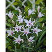 Mieczyk, Gladiolus carneus - duża paczka! - 50 szt.