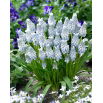 Szafirek Muscari Peppermint - duża paczka! - 100 szt.