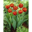 Tulipan Allegretto - duża paczka! - 50 szt.