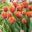 Tulipan Brown Sugar - duża paczka! - 50 szt.
