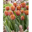 Tulipan Brown Sugar - duża paczka! - 50 szt.