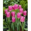 Tulipan China Pink - duża paczka! - 50 szt.