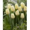 Tulipan Cheers - duża paczka! - 50 szt.