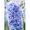 Hiacynt Blue Tango - pełny - duża paczka! - 30 szt.