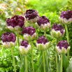 Tulipan Wow - 5 szt.