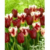 Tulipan Grand Perfection + National Velvet - zestaw 2 odmian - 50 szt.