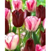 Tulipan Playgirl + National Velvet - zestaw 2 odmian - 50 szt.