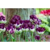 Tulipan Wow - 5 szt.