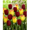 Tulipan Suncatcher + National Velvet - zestaw 2 odmian - 50 szt.