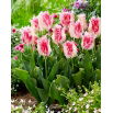 Tulipan Drakensteyn - 5 szt.