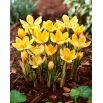 Krokus Romance - 10 szt.