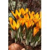 Krokus Angustifolius - duża paczka! - 100 szt.