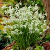 Śniedek zwisły - Ornithogalum nutans - duża paczka! - 100 szt.