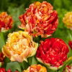 Tulipan Double Gudoshnik - duża paczka! - 50 szt.