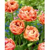 Tulipan Copper Image - duża paczka! - 50 szt.
