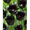 Tulipan Fringed Black - duża paczka! - 50 szt.