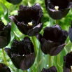 Tulipan Fringed Black - duża paczka! - 50 szt.