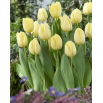 Tulipan Creme Flag - duża paczka! - 50 szt.