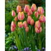 Tulipan Dragon King - duża paczka! - 50 szt.