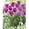 Tulipan Magic Lavender - duża paczka! - 50 szt.