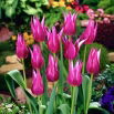 Tulipan Maytime - duża paczka! - 50 szt.
