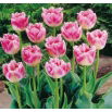 Tulipan Fancy Frills - duża paczka! - 50 szt.