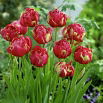 Tulipan lodowy - Renown Unique - duża paczka! - 50 szt.