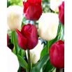 Tulipan White Dream + Ile de France - zestaw 2 odmian - 50 szt.