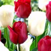 Tulipan White Dream + Ile de France - zestaw 2 odmian - 50 szt.