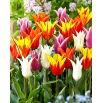 Tulipany liliokształtne - mix kolorów - 60 szt.