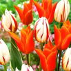 Tulipan Ballerina + Carnaval de Rio - zestaw 2 odmian - 50 szt.