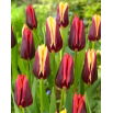 Tulipan Slava + Gavota - zestaw 2 odmian - 50 szt.