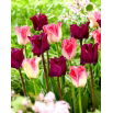 Tulipan Crown of Dynasty + Negrita Crown - zestaw 2 odmian - 50 szt.