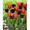 Tulipan Queen of Night + Annie Schilder - zestaw 2 odmian - 50 szt.