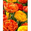 Tulipan Sun Lover + Yellow Pomponette - zestaw 2 odmian - 50 szt.