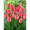 Tulipan Van Eijk - GIGA paczka! - 250 szt.