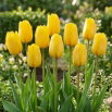 Tulipan żółty - Yellow - GIGA paczka! - 250 szt.