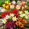 Tulipan botaniczny - niski - mix kolorów - GIGA paczka! - 250 szt.