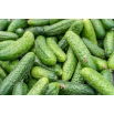 Ogórek Edyp F1 - NANO-GRO - 30% większe zbiory